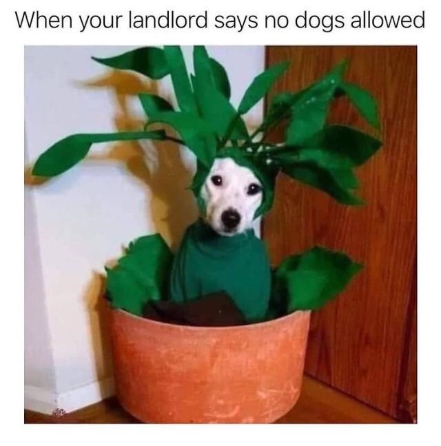 landlord-says-no-dogs-allowed