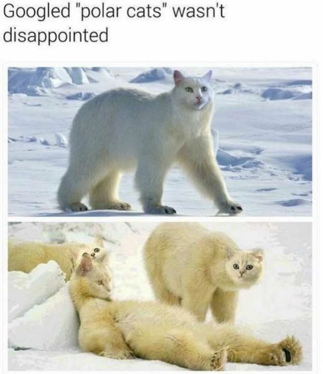 googled-polar-cats-wasnt-disappointed
