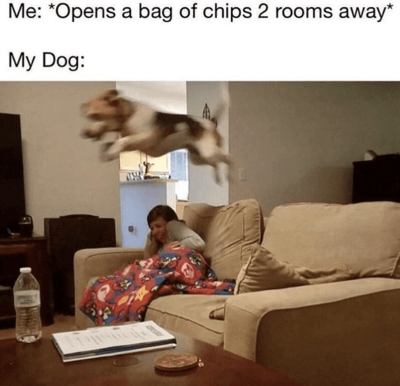 opens-bag-chips-2-rooms-away-my-dog