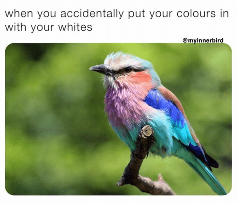 accidentally-put-colours-with-whites-myinnerbird
