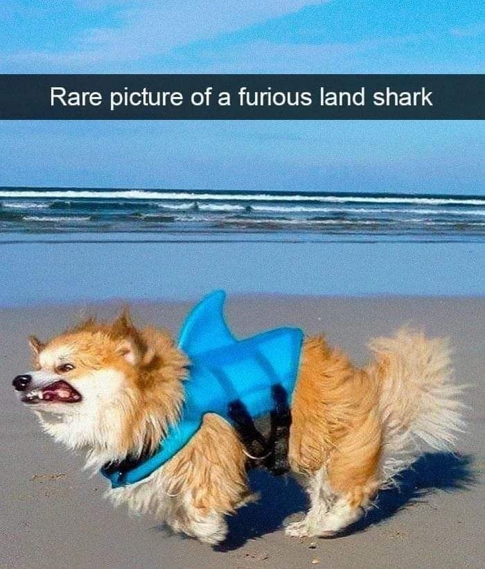 rare-picture-furious-land-shark
