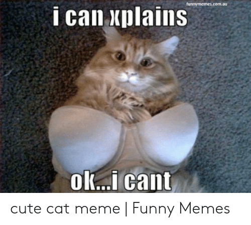 au-ok-i-cant-cute-cat-meme-funny-memes-48987415.png