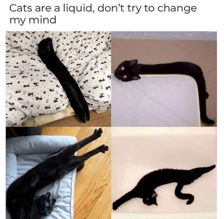 cats-are-liquid-dont-try-change-my-mind