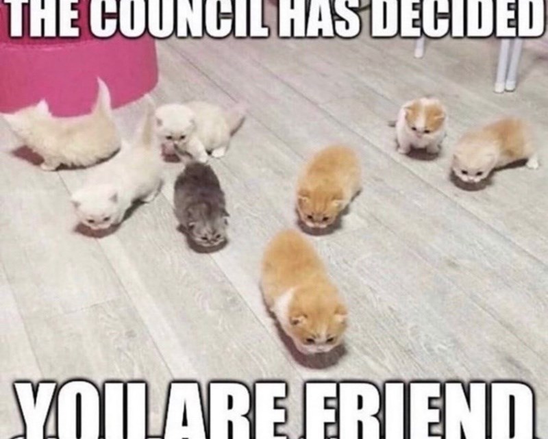 council-has-decided-yoilare-friend