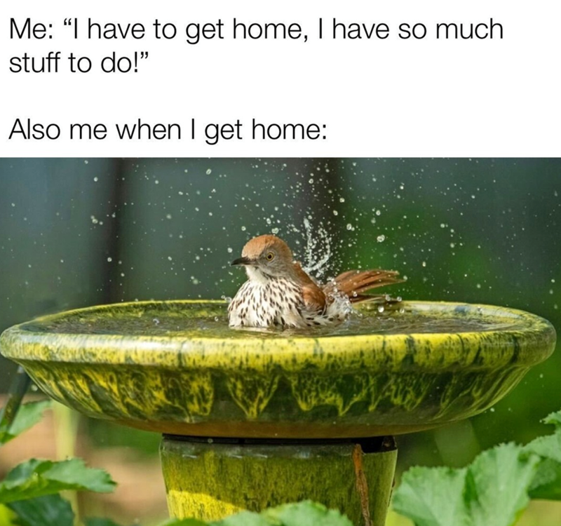 have-get-home-have-so-much-stuff-do-also-get-home