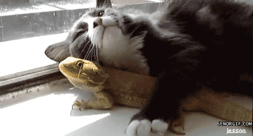 124662-fun-with-lizard.gif