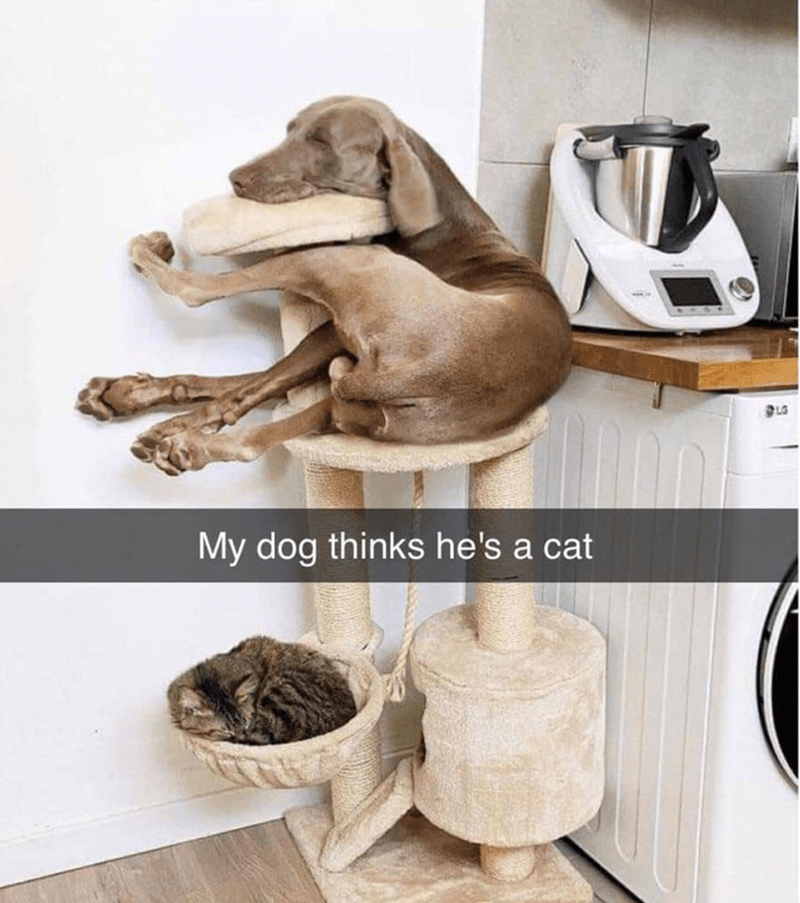 my-dog-thinks-hes-cat
