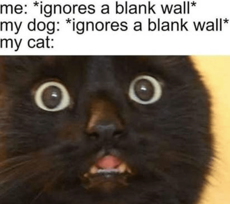 ignores-blank-wall-my-dog-ignores-blank-wall-my-cat