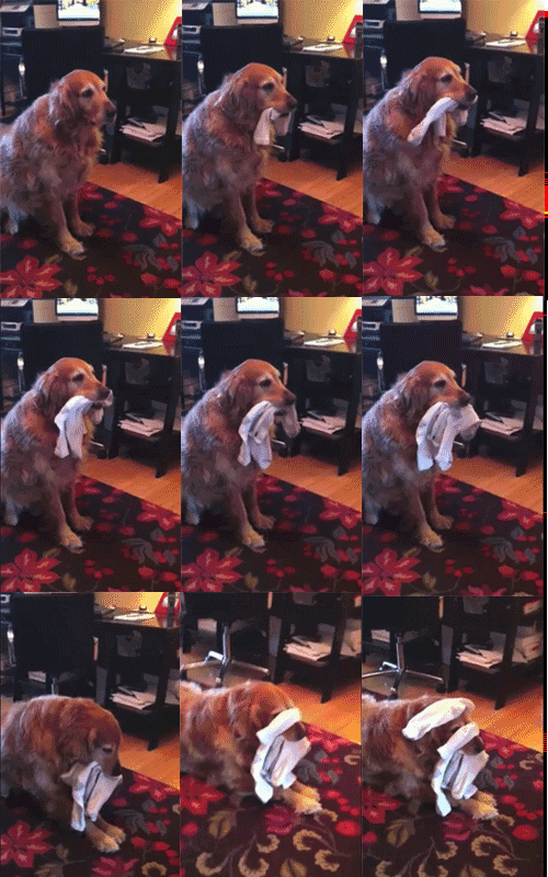 hes-a-white-socks-fan