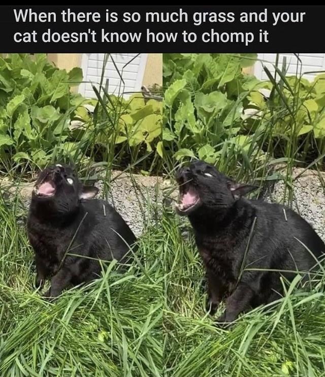 there-is-so-much-grass-and-cat-doesnt-know-chomp