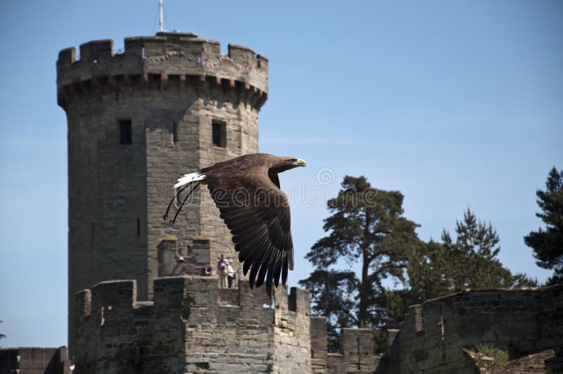 flight-eagle-warwick-castle-25422248.jpg