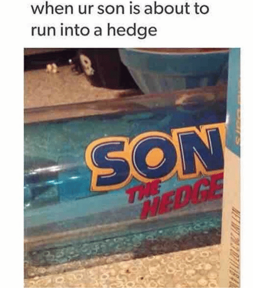 ur-son-is-about-run-into-hedge-son-hedge
