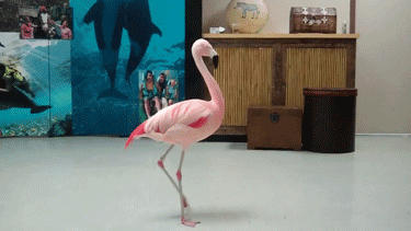 every-dance-he-does-is-the-flamingo