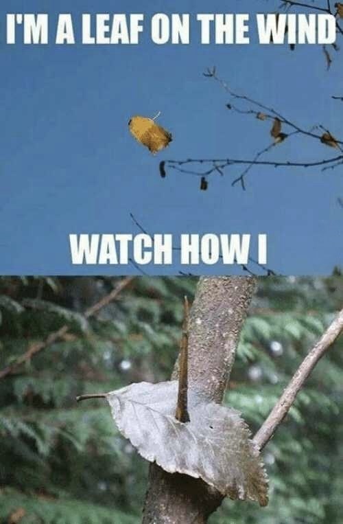 leaf-on-wind-watch