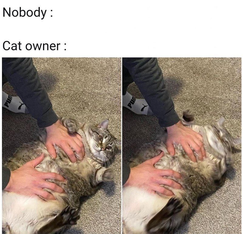 nobody-cat-owner-pu-und