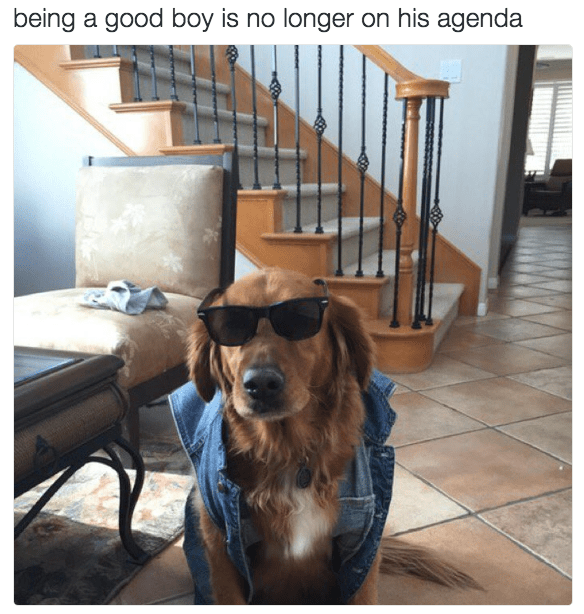 being-good-boy-is-no-longer-on-his-agenda