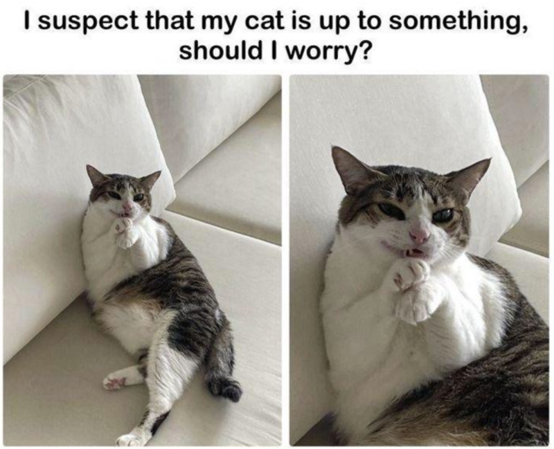 suspect-my-cat-is-up-something-should-worry