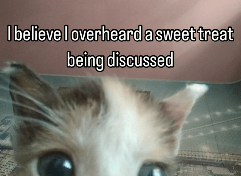 believe-overheard-sweet-treat-being-discussed