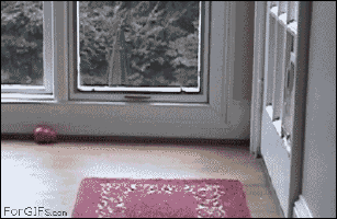 cat-door-doggy-doorsame-difference