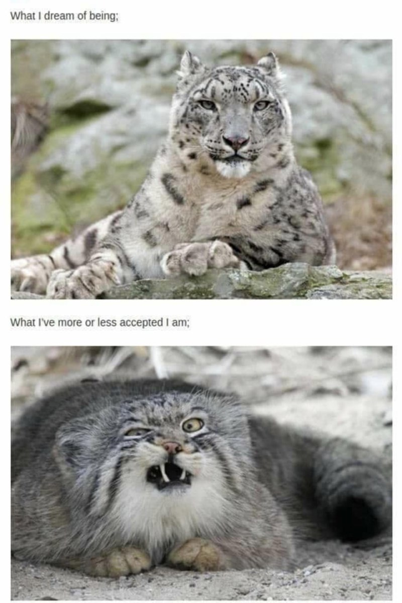 dream-being-more-or-less-accepted-am