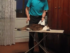 gotta-get-those-wrinkles-out-some-how