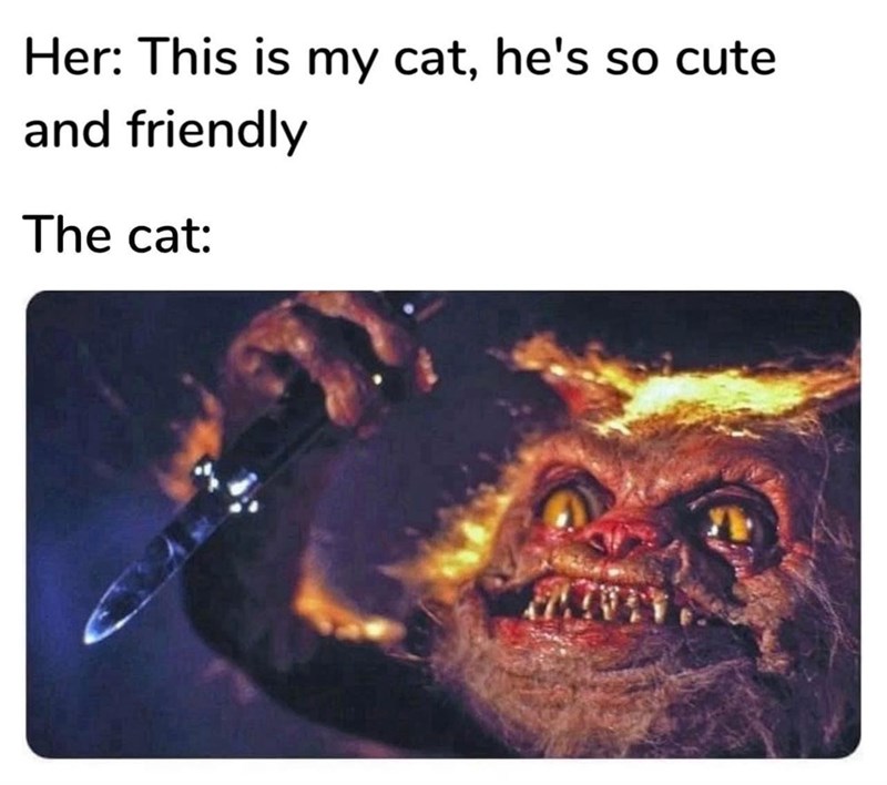 her-this-is-my-cat-hes-so-cute-and-friendly-cat