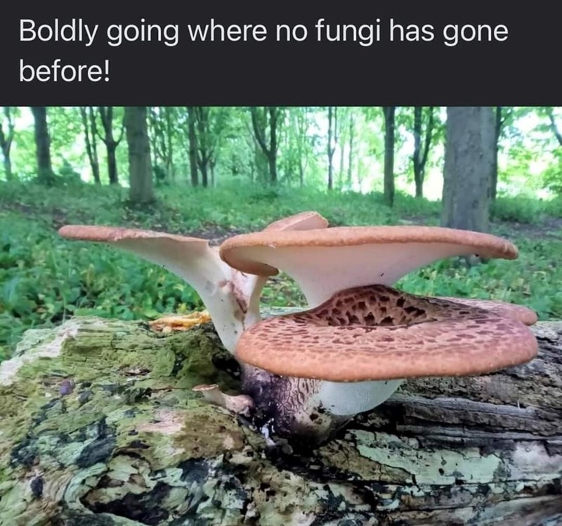 boldly-going-where-no-fungi-has-gone-before