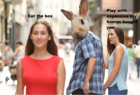 woman-play-with-expensive-toy-human-bought-eat-box