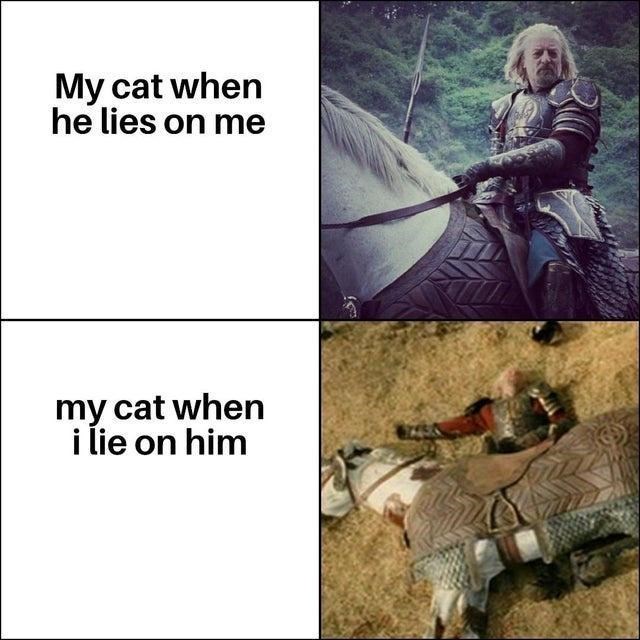 my-cat-he-lies-on-my-cat-lie-on-him