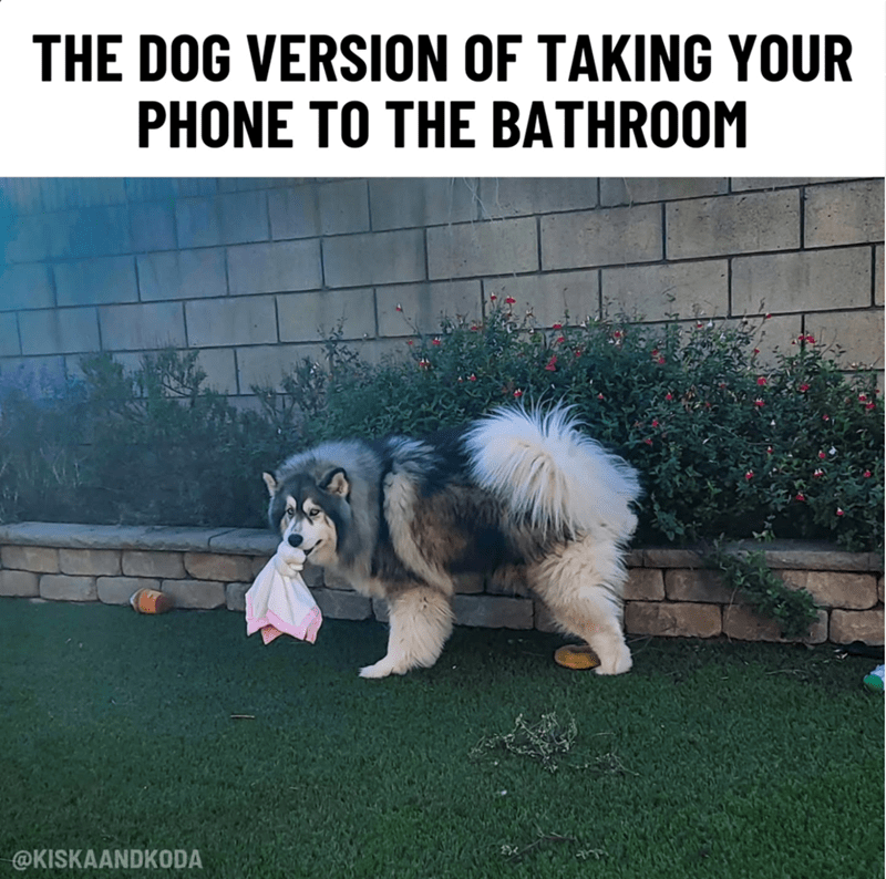dog-version-taking-phone-bathroom-kiskaandkoda