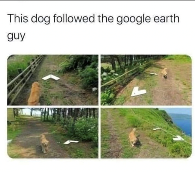 this-dog-followed-google-earth-guy