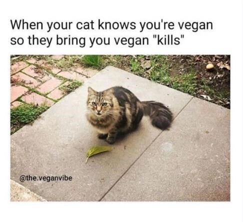 cat-knows-vegan-so-they-bring-vegan-kills-veganvibe