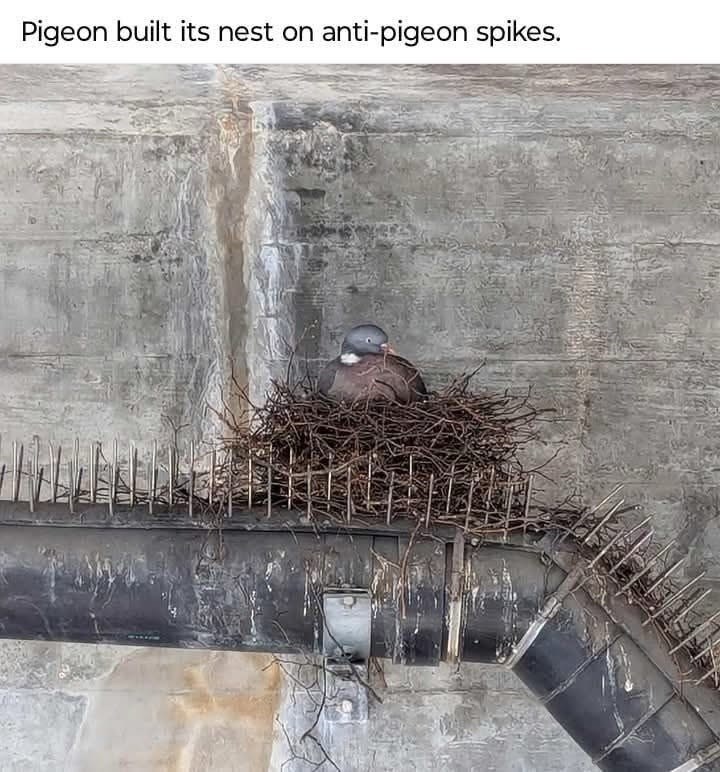 pigeon-built-its-nest-on-anti-pigeon-spikes