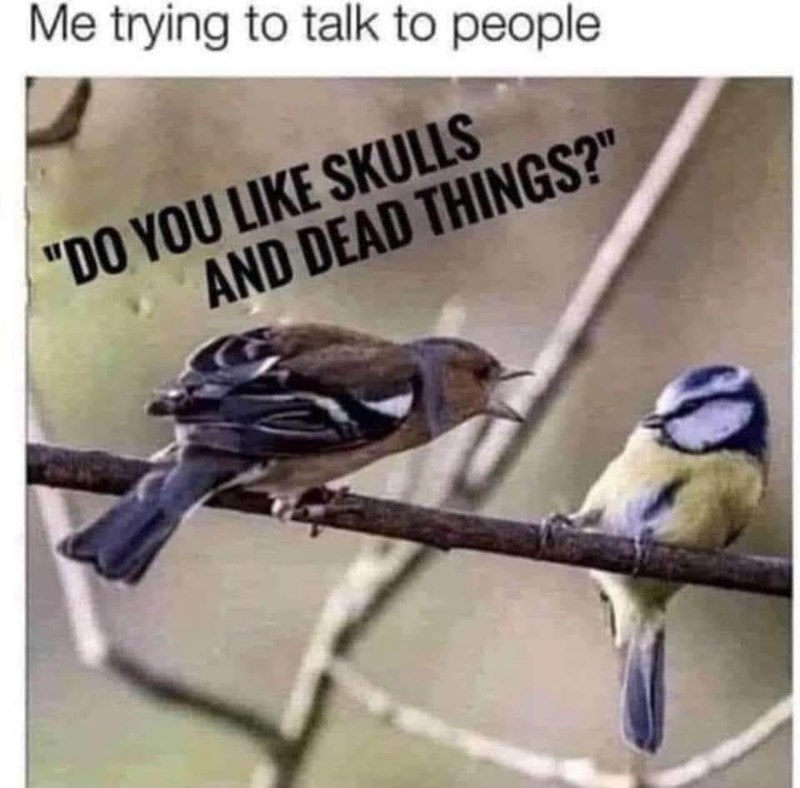 trying-talk-people-do-like-skulls-and-dead-things
