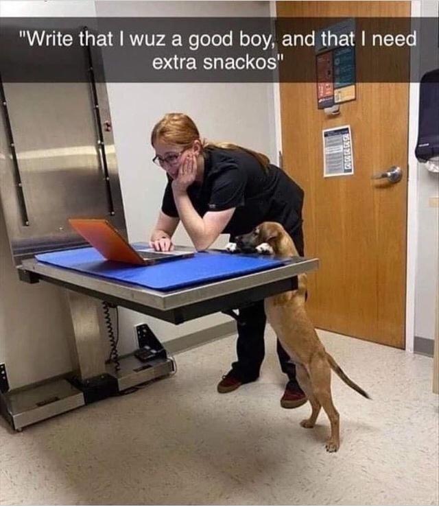 write-wuz-good-boy-and-need-extra-snackos