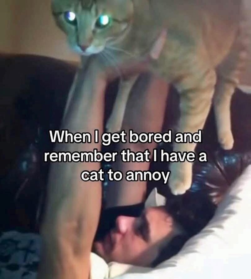 get-bored-and-remember-have-cat-annoy