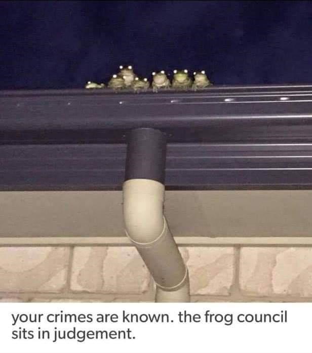 crimes-are-known-frog-council-sits-judgement