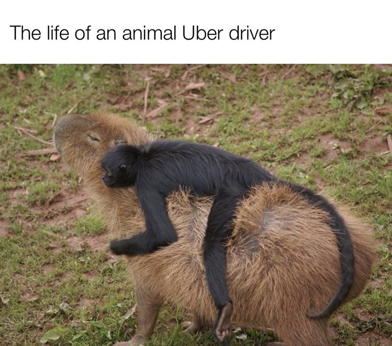life-an-animal-uber-driver