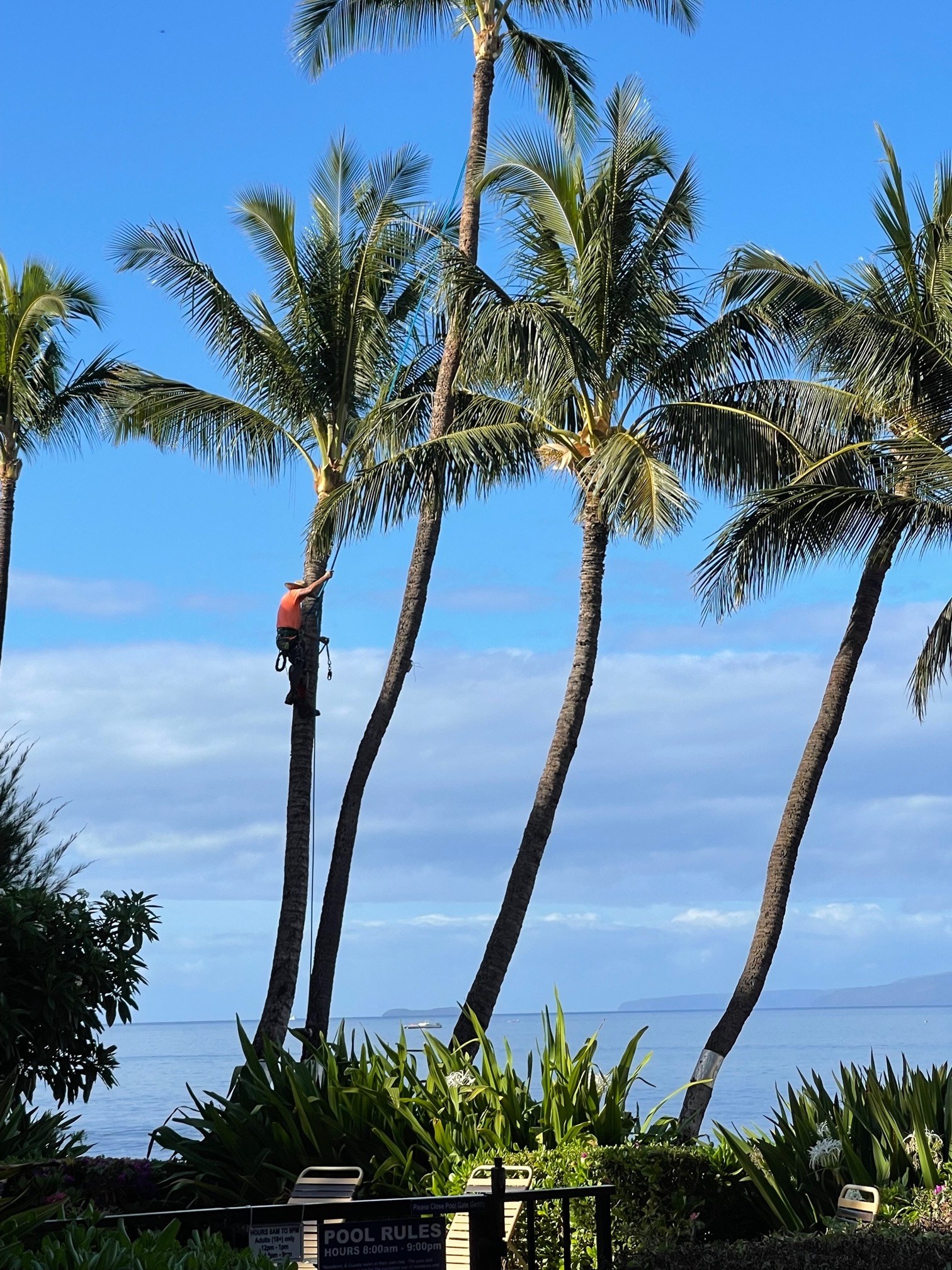 Palm-Trees-and-Coconuts-on-Maui.jpeg