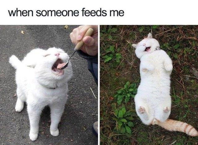 someone-feeds