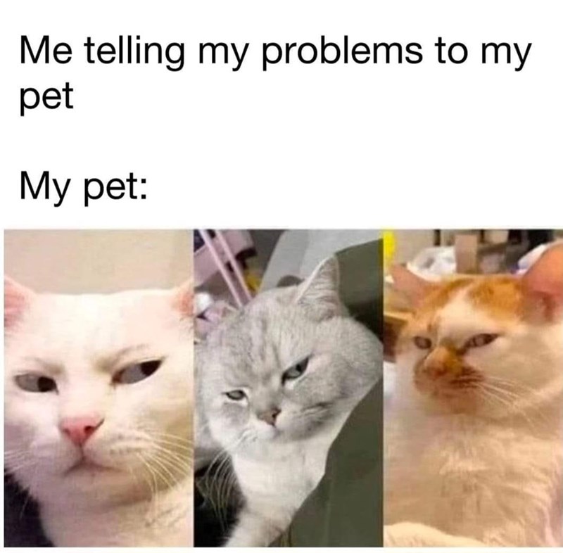 telling-my-problems-my-pet-my-pet