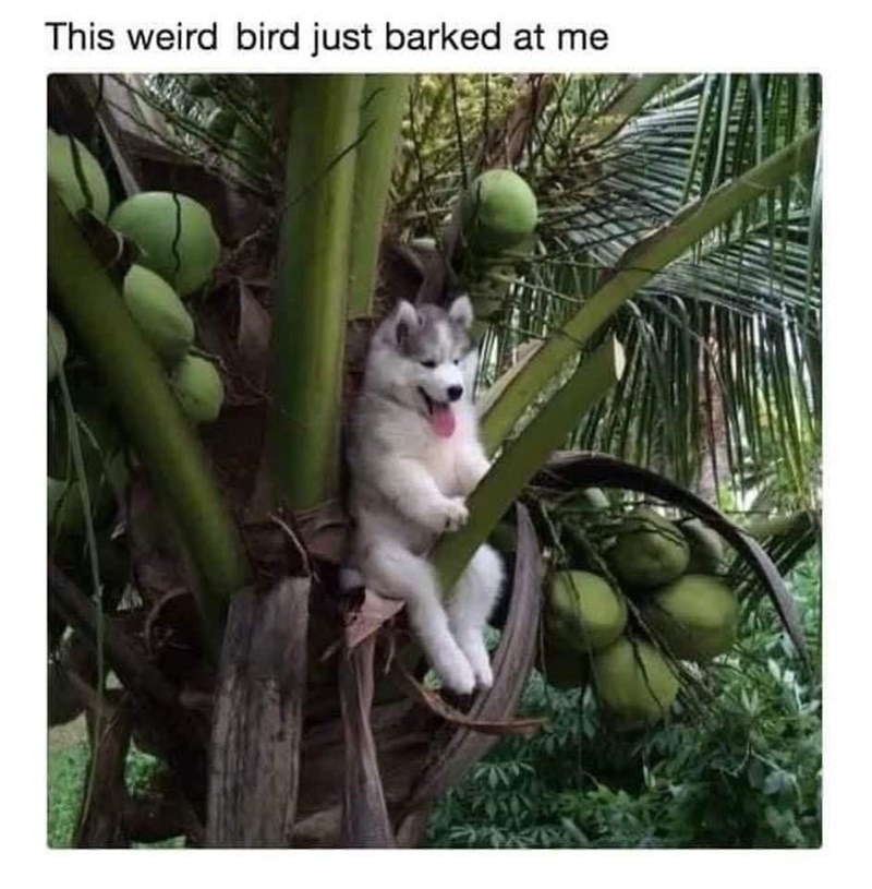 this-weird-bird-just-barked-at