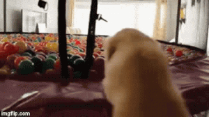 puppy-in-a-ball-pit