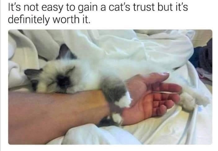 s-not-easy-gain-cats-trust-but-s-definitely-worth