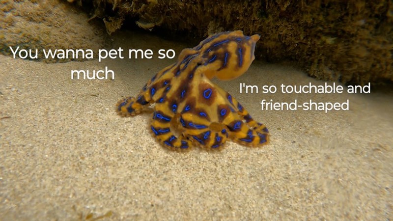 wanna-pet-so-much-so-touchable-and-friend-shaped