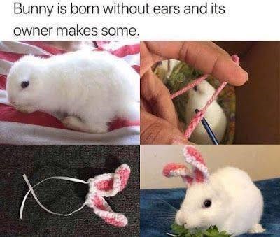 bunny-is-born-without-ears-and-its-owner-makes-some