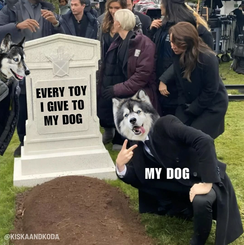 every-toy-give-my-dog-kiskaandkoda-my-dog
