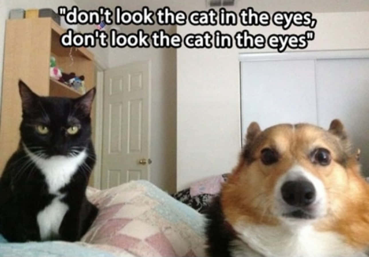 funny-dog-and-cat-pictures-n4votpdcz3q53yn1.jpg
