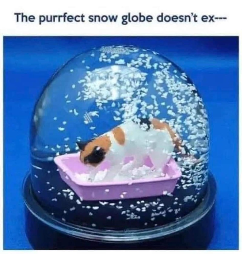 purrfect-snow-globe-doesnt-ex