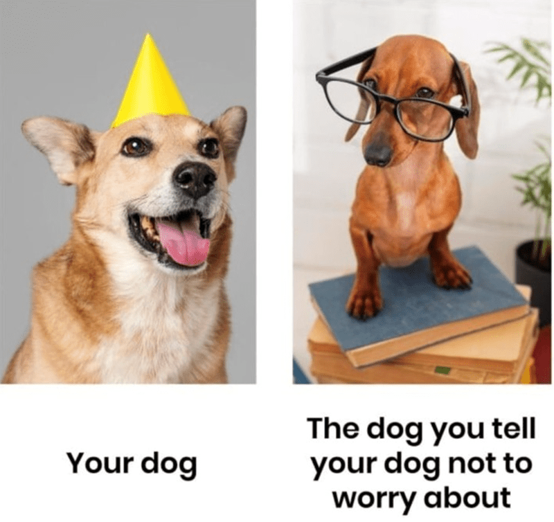 dog-tell-dog-dog-not-worry-about